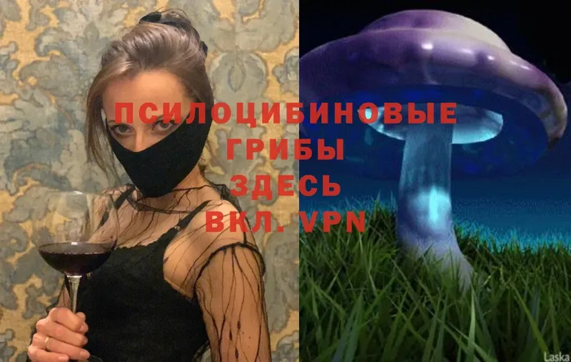 Псилоцибиновые грибы Psilocybe  даркнет сайт  Ивантеевка 